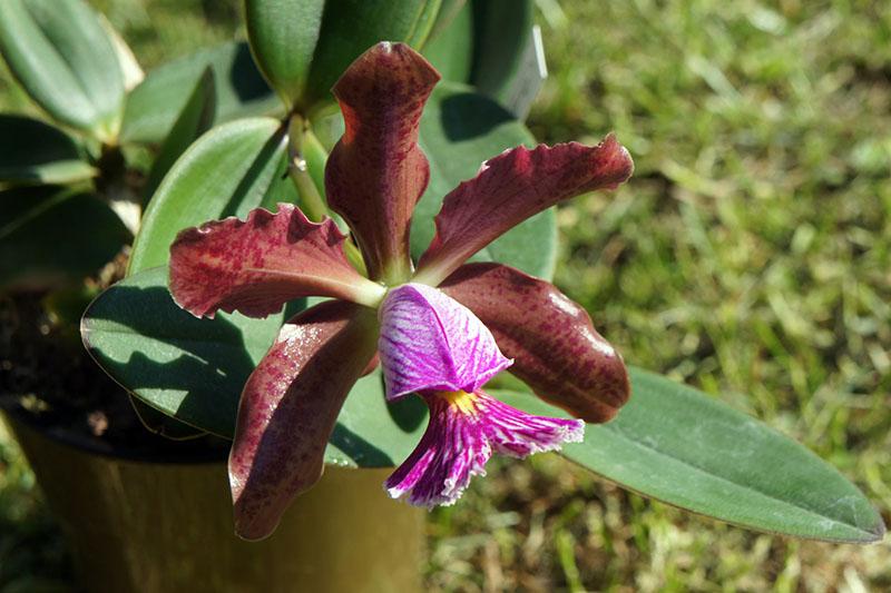 орхидея каттлея