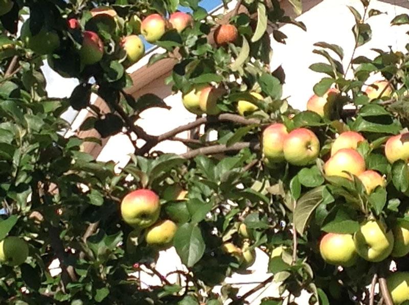 созревают плоды яблони сорта Богатырь