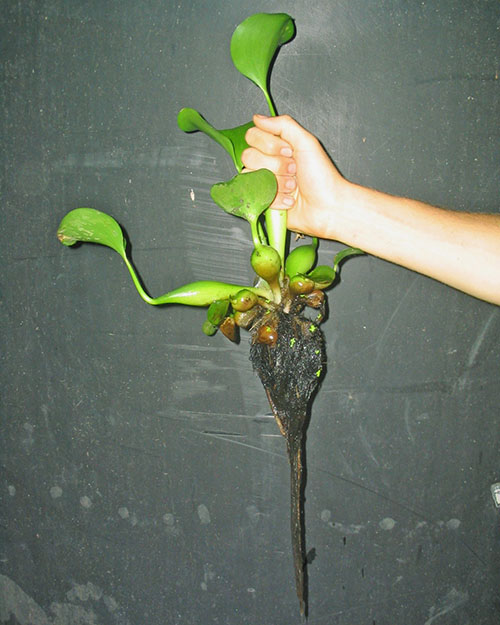 Так выглядит растение водный гиацинт