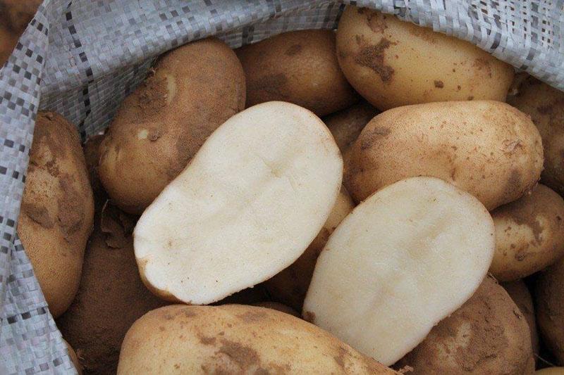клубни картофеля в разрезе