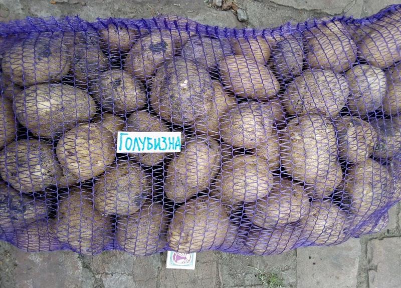 характеристика картофеля сорта Голубизна
