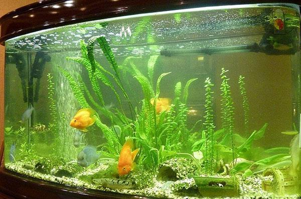 комфортные условия для рыб и растений