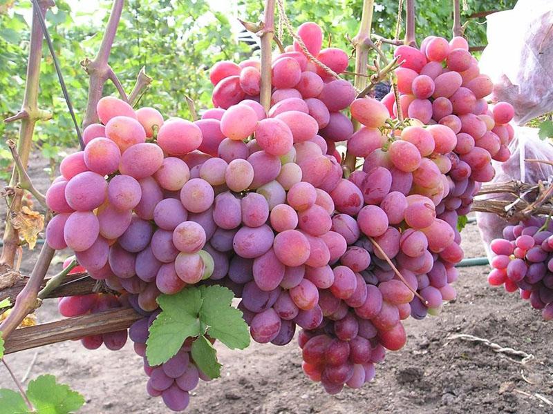 гибридный розовый сорт винограда Памяти хирурга