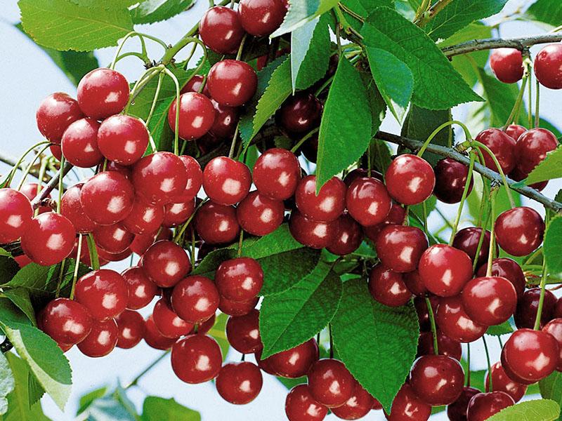 плодоношение вишни уральская рубиновая