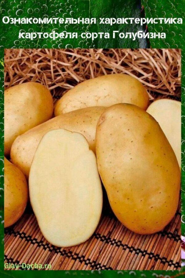 характеристика картофеля голубизна