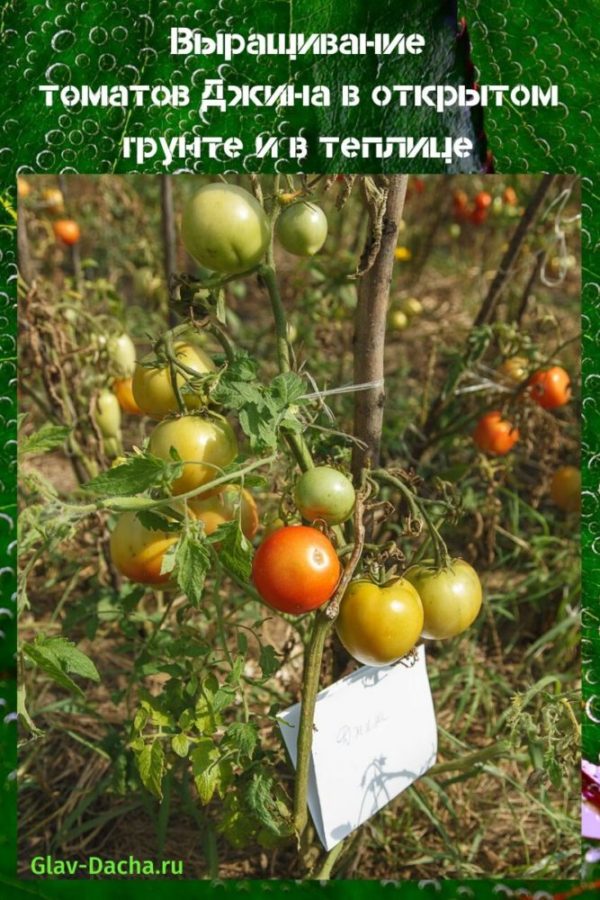 выращивание томатов Джина