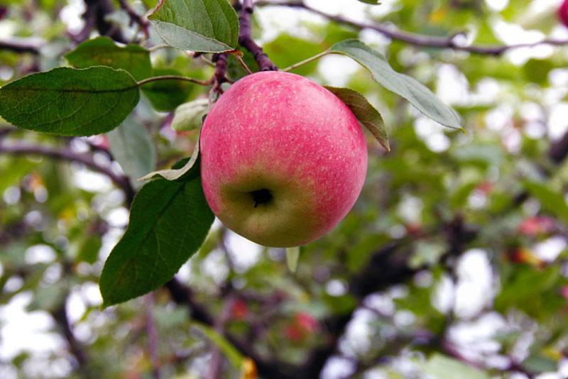 плоды яблони краса свердловска