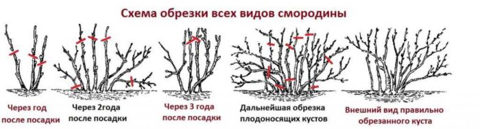 Осенняя обрезка плодовых деревьев и кустарников осенью на Урале