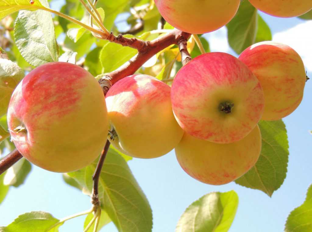 Обрезка яблони осенью для начинающих в картинках: пошагово