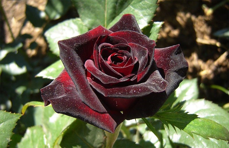 бордово-черная роза Блэк Баккара