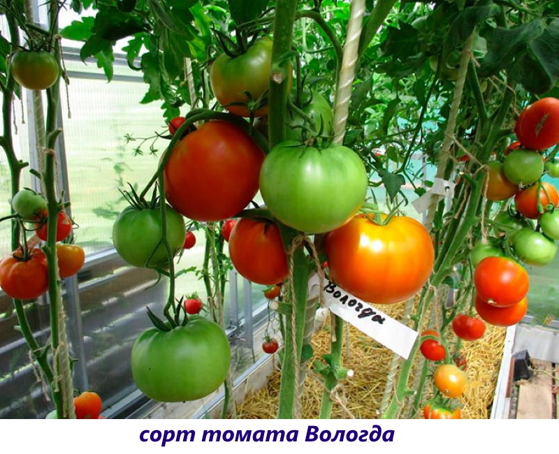 томат вологда