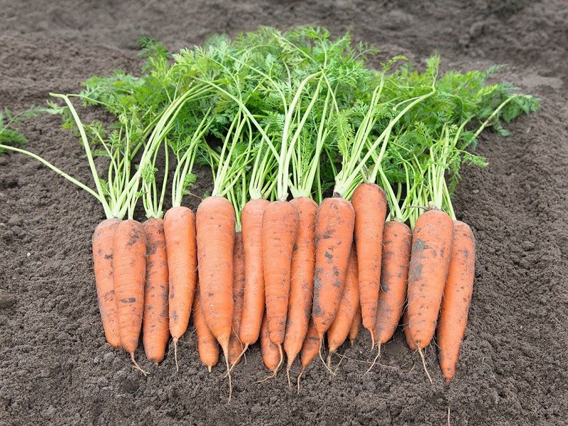 позднеспелый сорт моркови