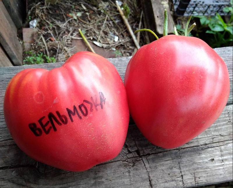крупные плоды томата Вельможа