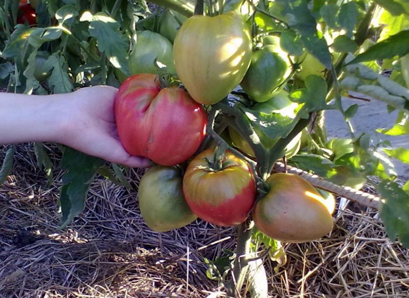 крупные плоды томата сорта Вельможа