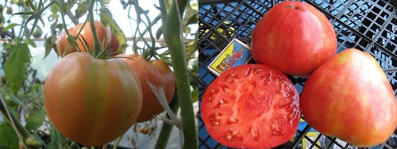 сочные мясистые плоды томата Алсу