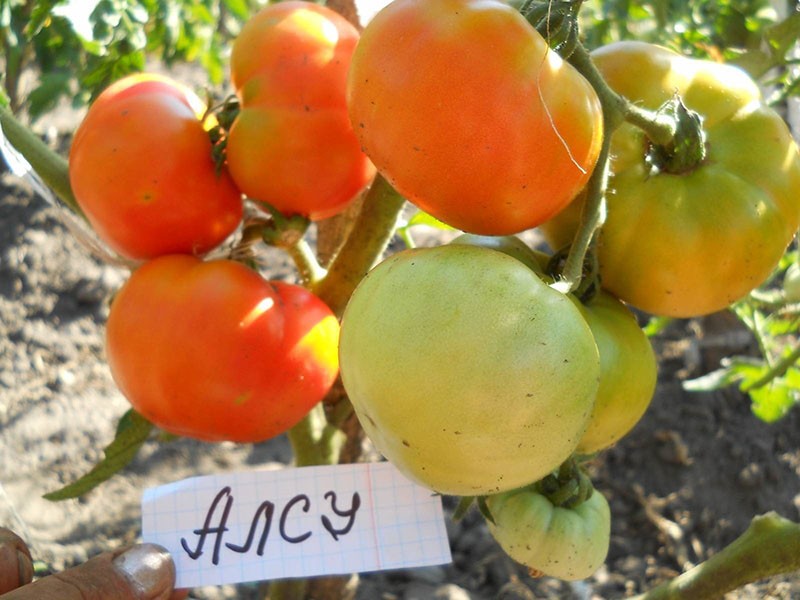 устойчивый к перепадам температур сорт томата Алсу