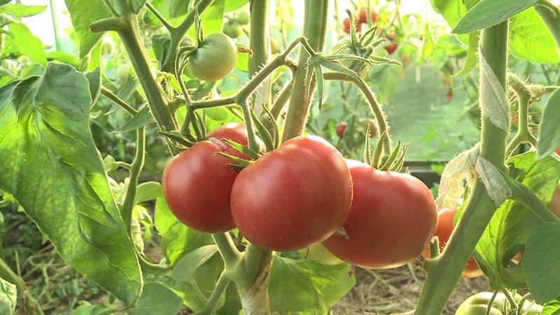 высокорослый детерминантный сорт томатов