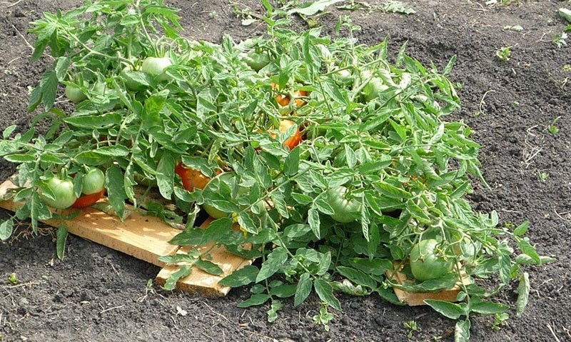 выращивание томата Монгольский карлик