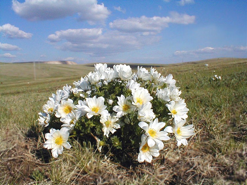 цветы адонис монгольский