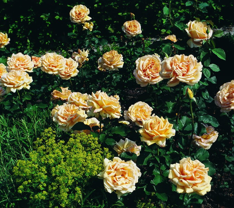 куст розы валенсия