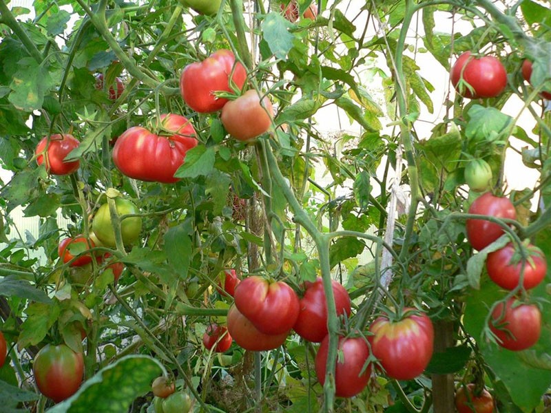 выращивание томатов Мазарини