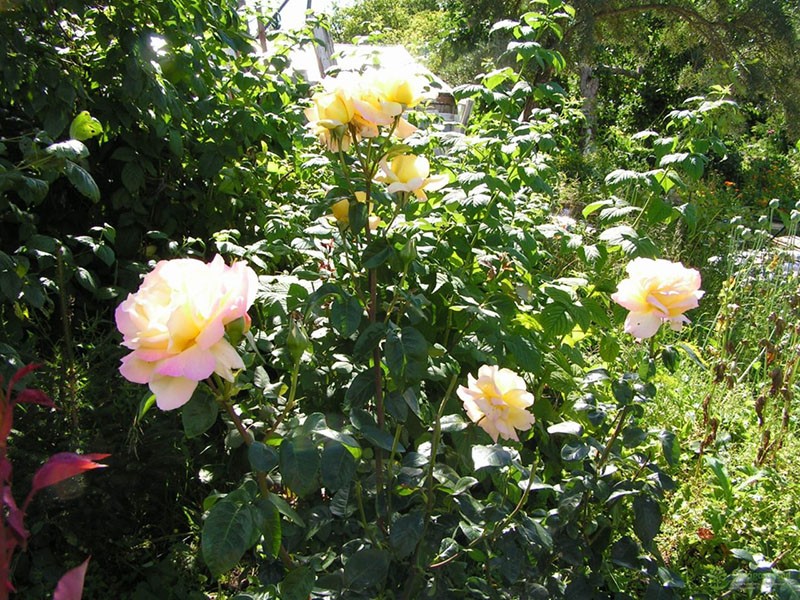 выращивание розы Глория Дей