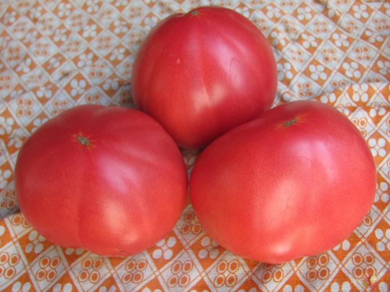 сорт томатов сибирской селекции