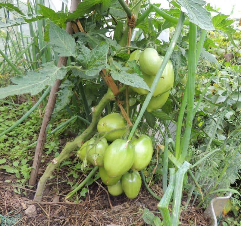 томат Петруша огородник на грядке