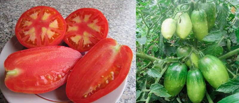 крупные мясистые плоды томатов
