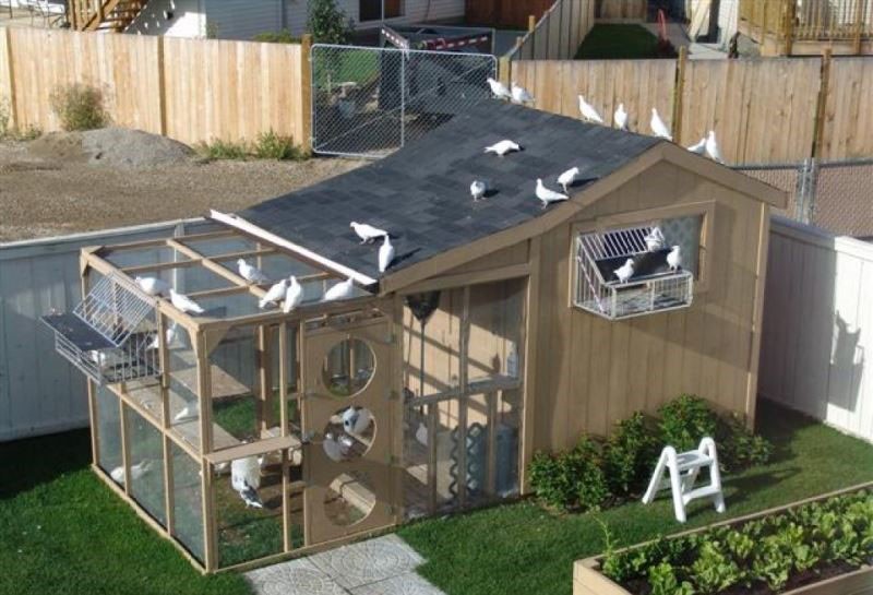 уютный домик для голубей