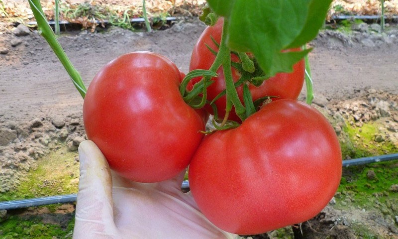 созрели помидоры