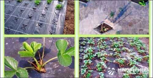 как рассадить клубнику на агроволокно