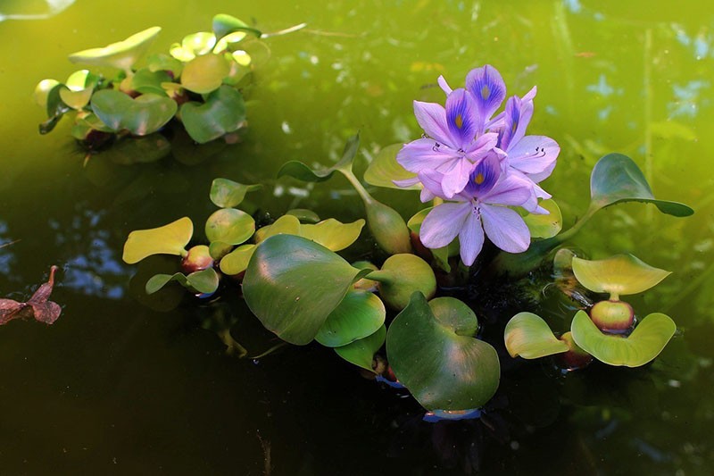 однодольное растение водный гиацинт