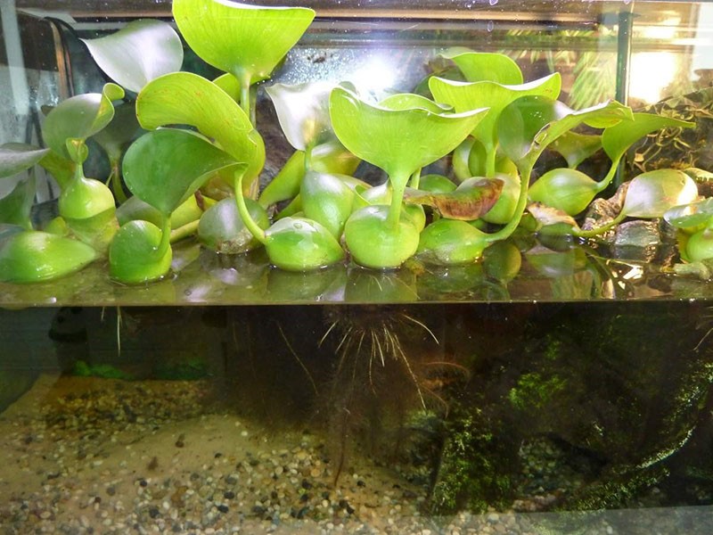 водный гиацинт эйхорния в аквариуме