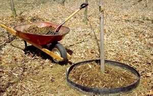 Чтобы удобрения не разнесло по участку, сделайте небольшие «оградки» у кустов и деревьев