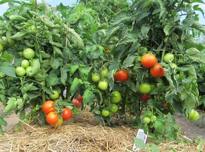 сорт томатов Лабрадор в открытом грунте