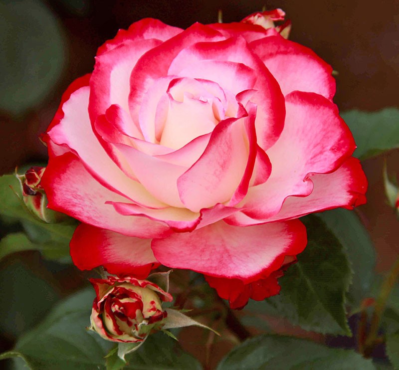 оригинальная роза юбилей принца монако