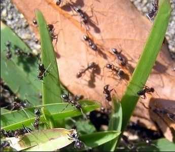 Борьба с садовыми муравьями – эффективные методы