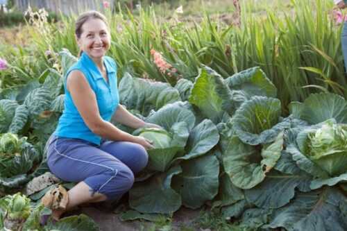Спасительная валерьянка: эффективный способ избавиться от капустных вредителей