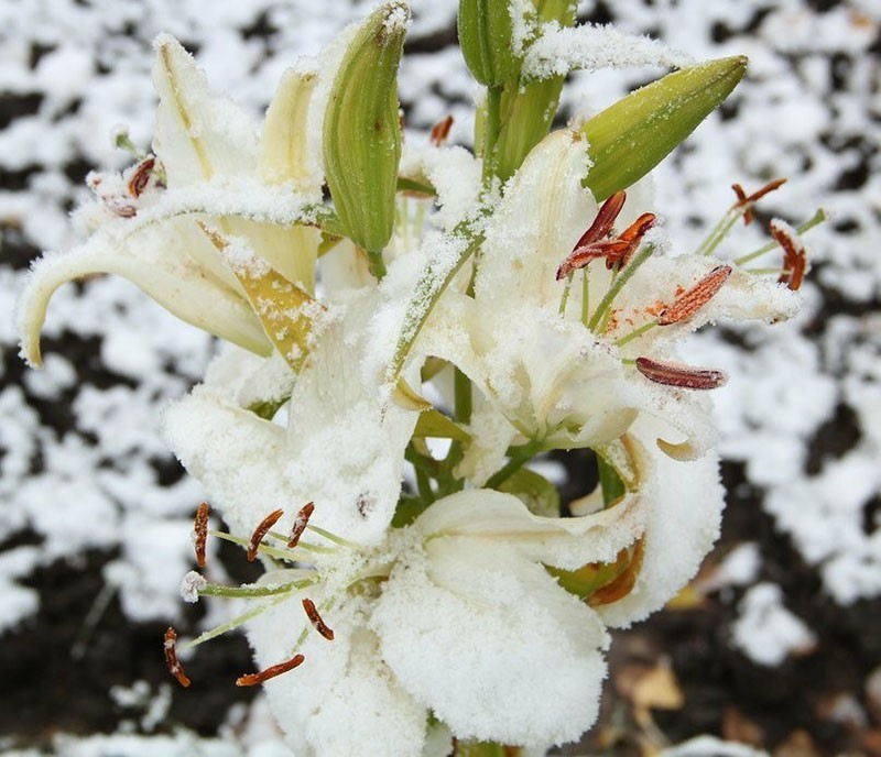 лилия под первым снегом