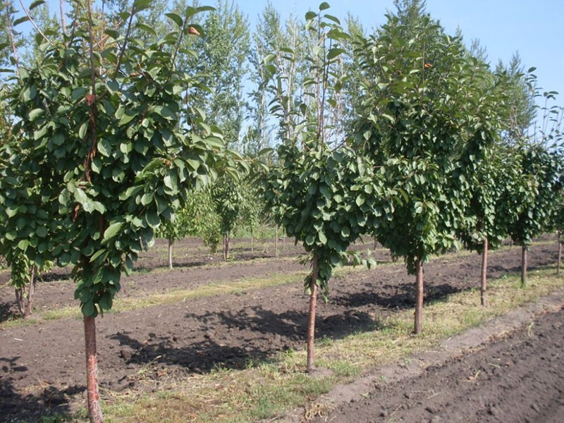 выращивание вишни сорта Чудо-вишня