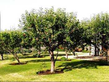 Плодовые деревья высаживайте на достаточном удалении от дома и забора