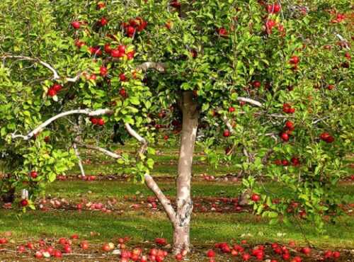 Яблони – самые распространенные фруктовые деревья для сада