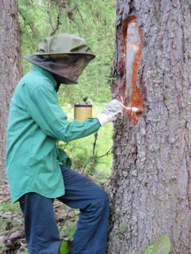 Лечение деревьев краской
