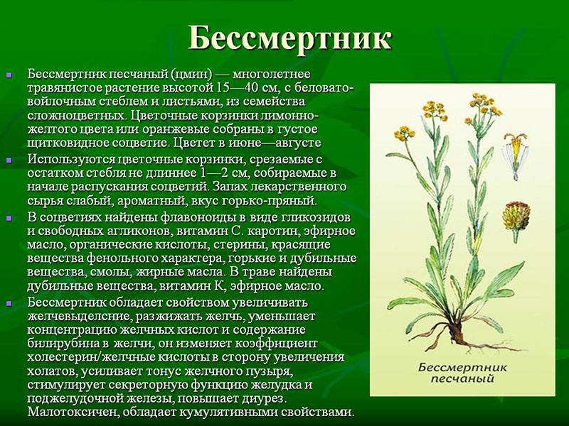 лечебные свойства травы бессмертник