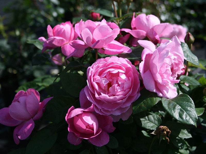 уникальная роза Мэри Роуз
