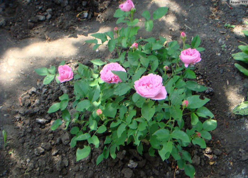 выращивание розы Мэри Роуз на участке