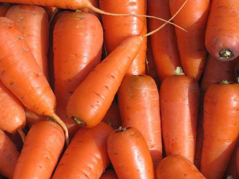 морковь сорта каротель