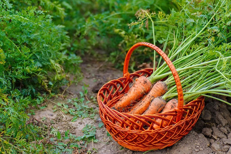 лучшие сорта моркови для Подмосковья раннего срока созревания
