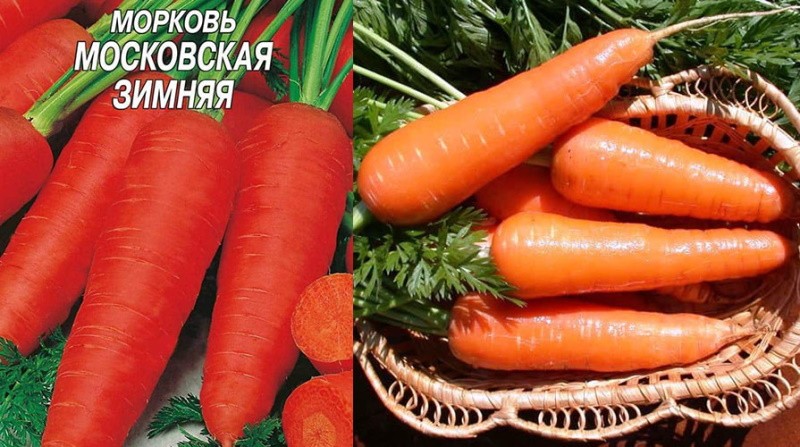 морковь Московская зимняя